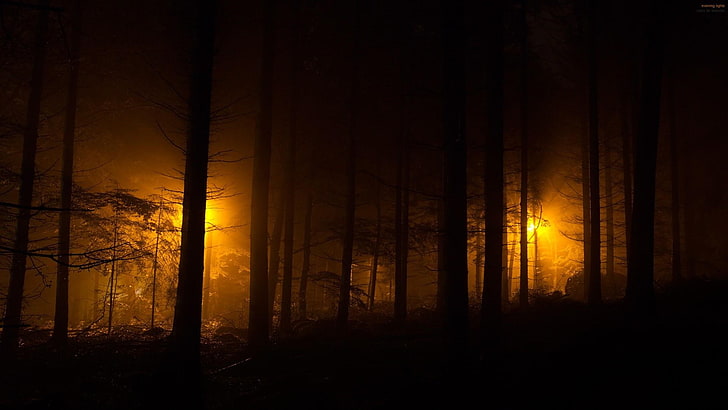 HD wallpaper: dark forest, darkness, creepy, nature | Wallpaper Flare