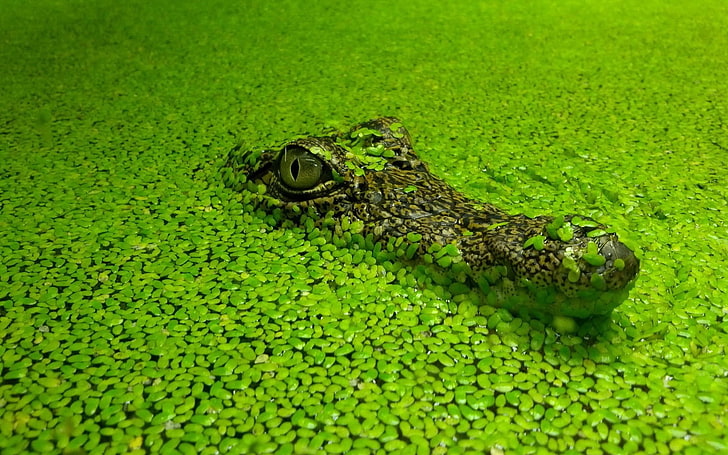 green and brown alligator, crocodiles, nature, animals, reptiles, HD wallpaper