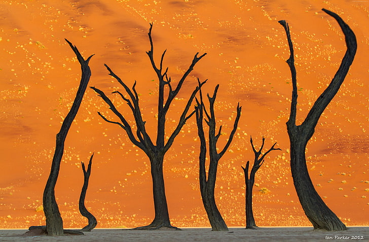 namibia, camel thorn tree, 5k, desert, 4k, 8k, HD wallpaper
