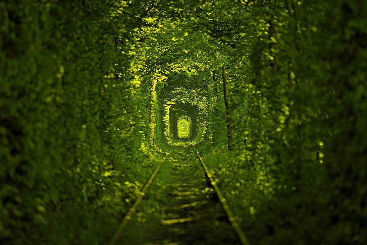 nature, Ukraine, railway, trees, green, leaves, tunnel, green color