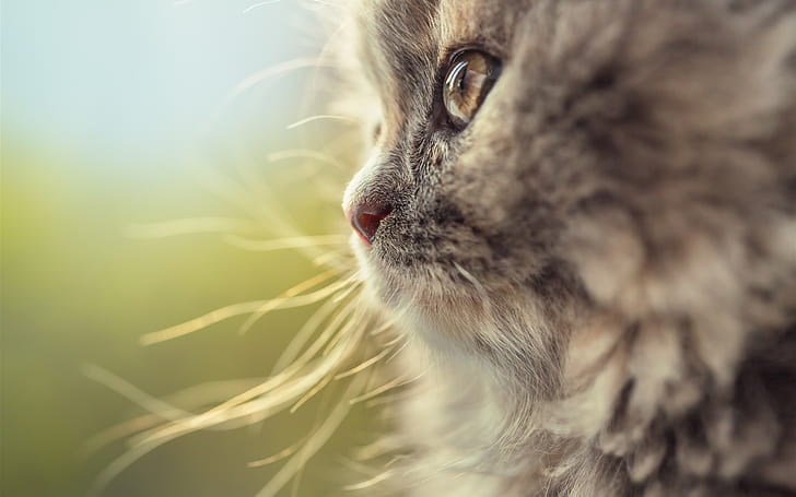 Cat face side view, whiskers, HD wallpaper