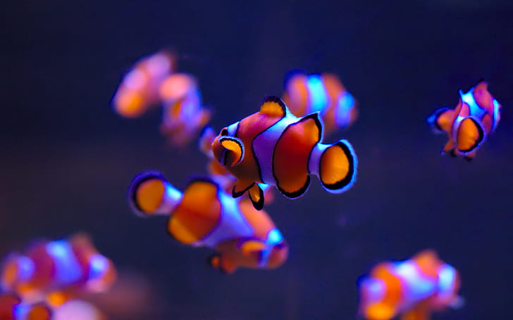 Sea Life Aquarium, Clownfish, 4K, Deep blue, Auckland, HD wallpaper