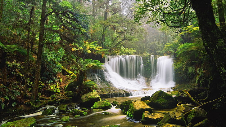 waterfalls surrounded by green leafed plants, nature, tree, scenics - nature