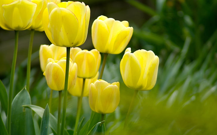 Hd Wallpaper Yellow Tulips Flowers