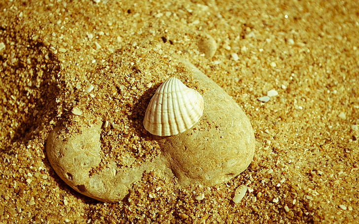 Sand Beach Shell HD, nature, HD wallpaper