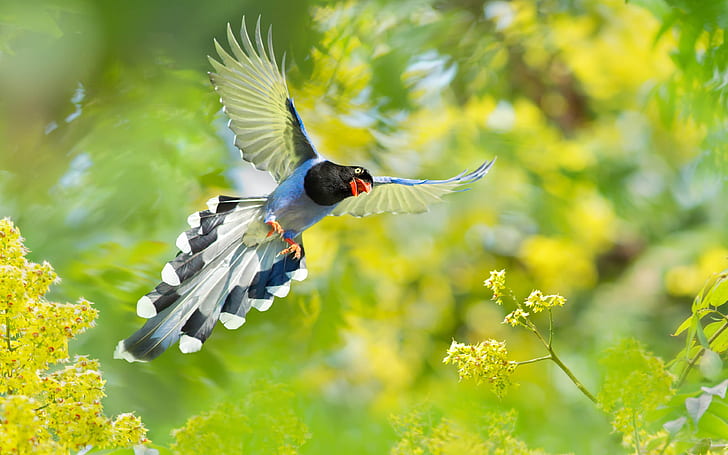 Birds, Taiwan Blue Magpie, HD wallpaper