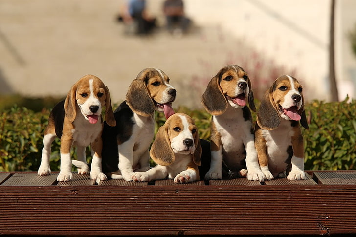 dog, Beagles, canine, domestic, animal themes, pets, domestic animals