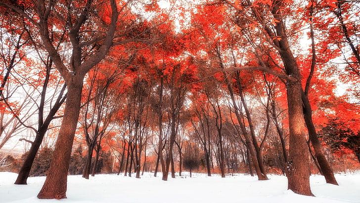 woods, winter, red leaves, snow, nature, tree, autumn, woody plant