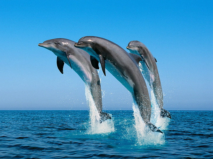 Bottlenose Dolphins, pod of dolphins, Animals, Fish, beautiful, HD wallpaper
