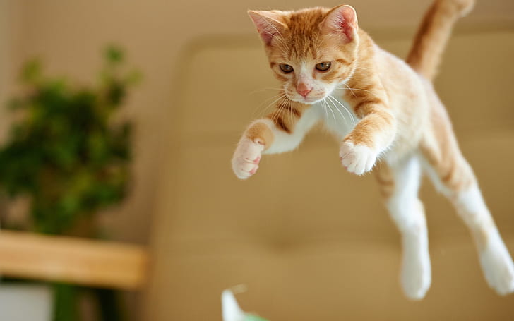 Kitten jumping, HD wallpaper