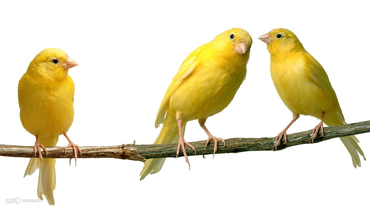 amarillos, animales, aves, canarios