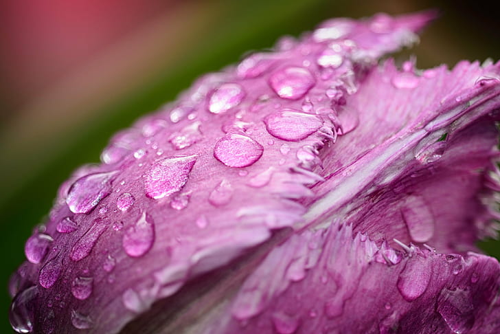 closeup photo of pink Jagged Tulip flower at water drops, tulip