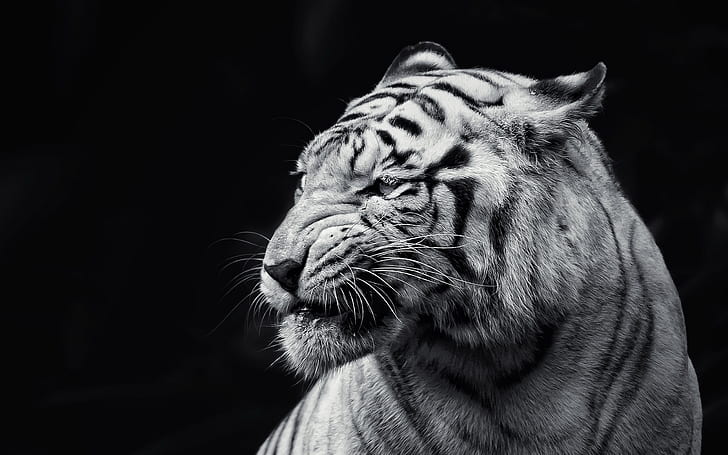 Amazing White Tiger, animals, HD wallpaper