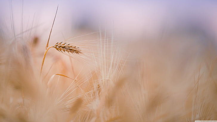 photography of plant, closeup, nature, crop, cereal plant, agriculture, HD wallpaper