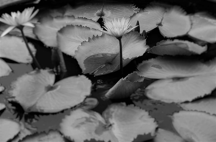 garde, leaves, lotus, man made, ond, p, pond, flower, close-up, HD wallpaper