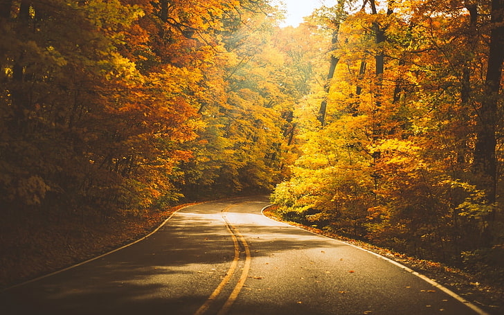 orange leafed trees, gray concrete road between trees, nature, HD wallpaper