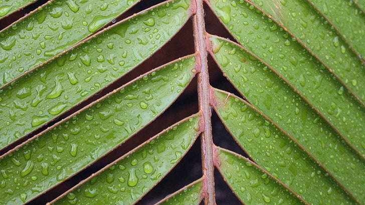 green leafed plant, nature, leaves, closeup, macro, water drops