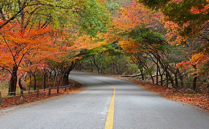 Naejangsan National Park, green leaf trees, Asia, South Korea, HD wallpaper