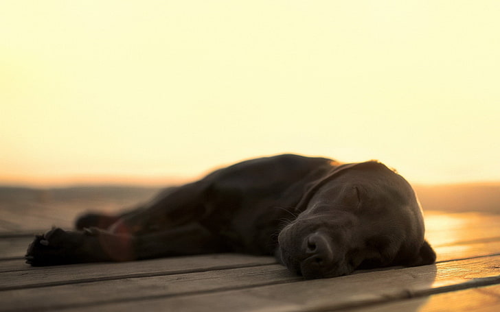 dog, blurred, depth of field, wooden surface, sunlight, sleeping, HD wallpaper