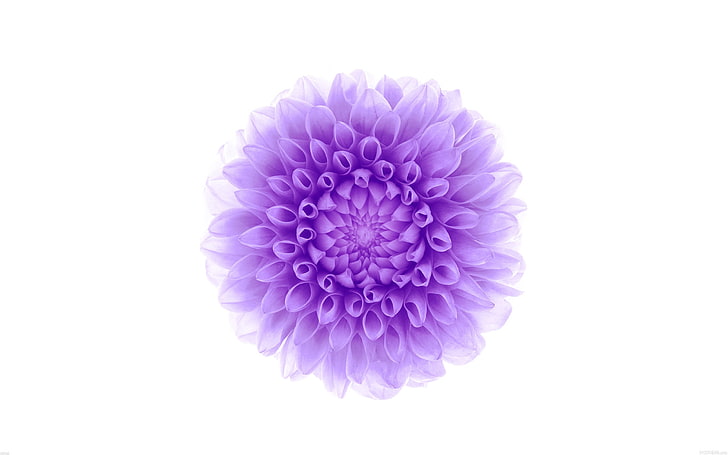 Hd Wallpaper Purple Flower Apple Ios8 Iphone6 Plus Hd Wallpaper Purple Dahlia Wallpaper Wallpaper Flare