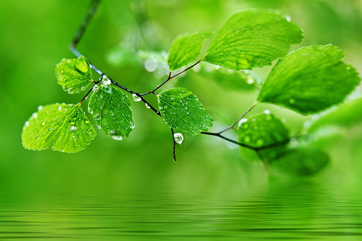 green leafed tree, leaves, drops, nature, macro, green Color, HD wallpaper