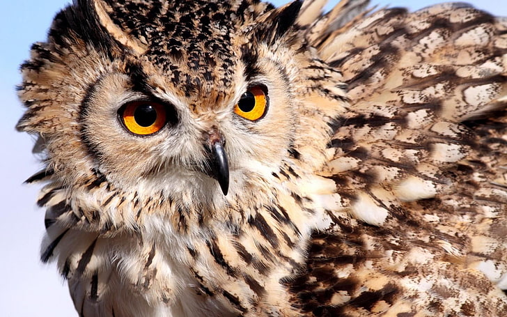 brown owl, eyes, feathers, color, bird, bird of Prey, animal, HD wallpaper