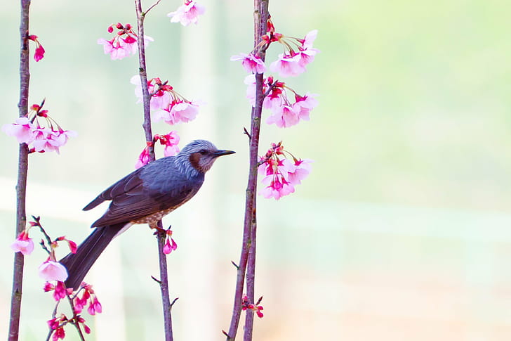 grey and white small beak bird perched on pink flower plant at daytime, brown-eared bulbul, brown-eared bulbul, HD wallpaper