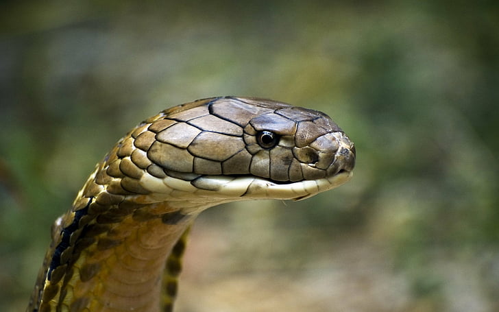 Reptiles, King Cobra, Scale, Snake, one animal, animal wildlife