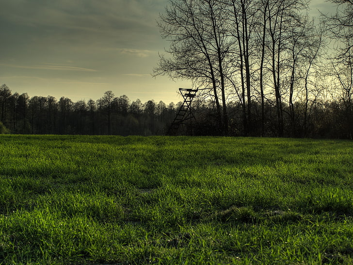 forest, HDR, grass, nature, plant, tree, land, field, green color, HD wallpaper