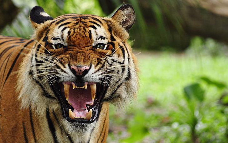 tiger, animals, big cats, nature, open mouth, animal themes, HD wallpaper