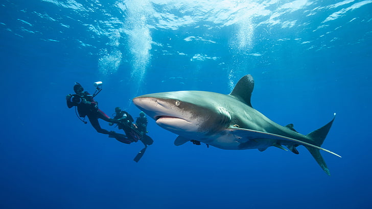 divers, underwater, sea, shark, bubbles, dangerous, blue, Great White Shark, HD wallpaper