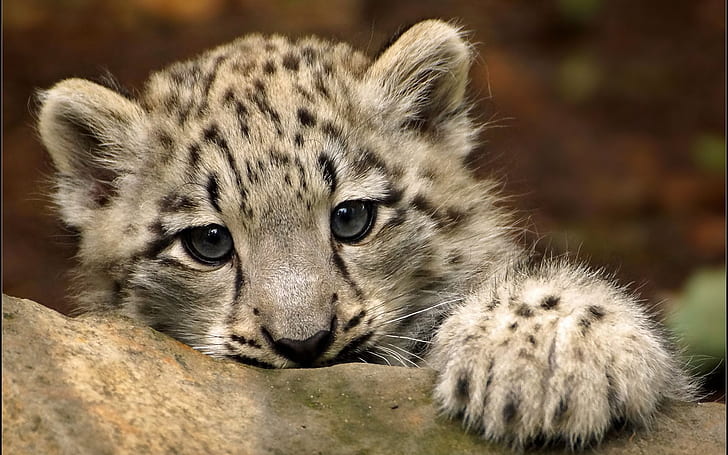 Cute Snow Leopard, gray and black lion, baby leopard, gorgeous, HD wallpaper