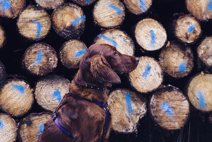 adult Irish setter, dog, retriever, leash, logs, brown, close-up