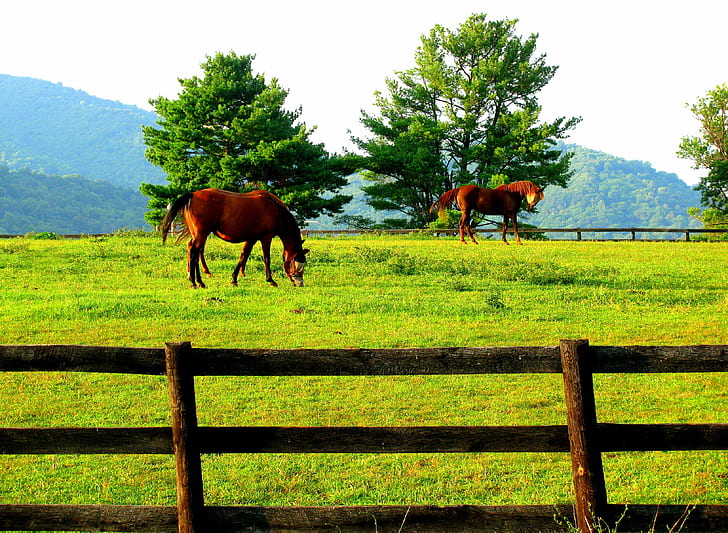 two brown horses on green grass field during daytime, horse, horse  pasture