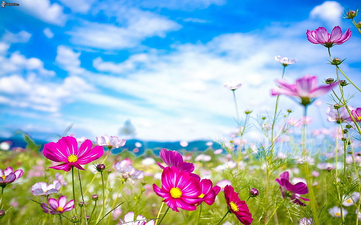Hd Wallpaper Summer Flowers Purple Flowers Meadow Blue Sky White Clouds Hd Wallpaper Download For Ipad And Iphone Widescreen 3840 2400 Wallpaper Flare