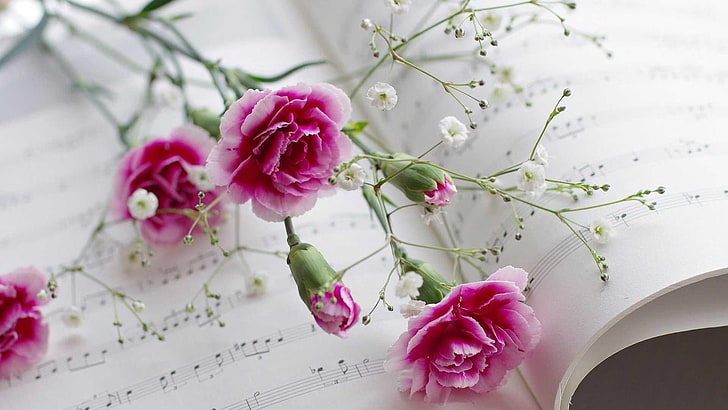 Hd Wallpaper Carnation Flower Veil Note Music Plant Pink Color Flowering Plant Wallpaper Flare