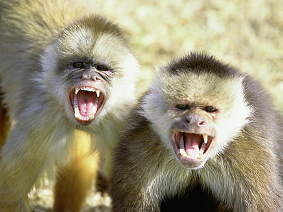 HD wallpaper: animal funny monkeys Animals Other HD Art, nature | Wallpaper  Flare