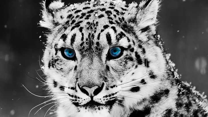 snow leopard, selective coloring, animals, snow leopards, leopard (animal)