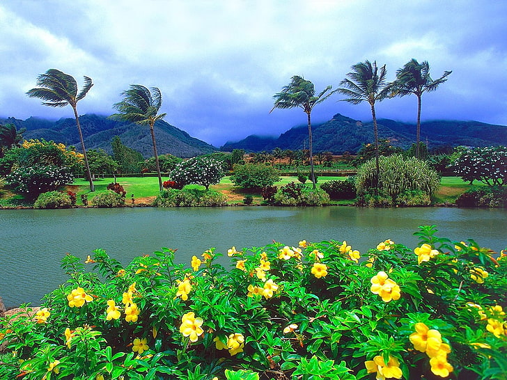 landscape, palm trees, tropical, windy, flowers, park, plant