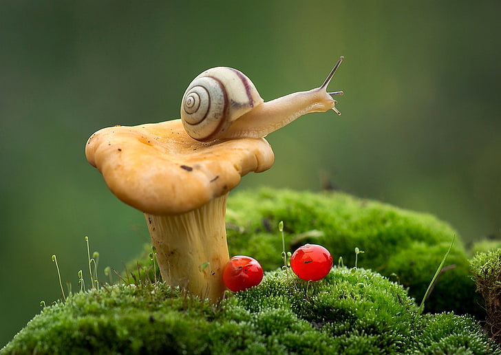 brown and white snail, macro, berries, mushroom, moss, Fox, plant, HD wallpaper