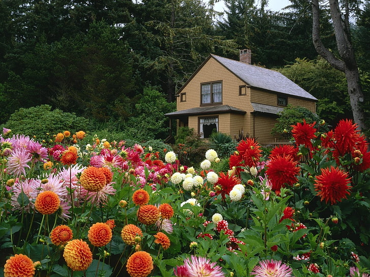 nature photography of brown wooden house near flower garden, flowers, HD wallpaper