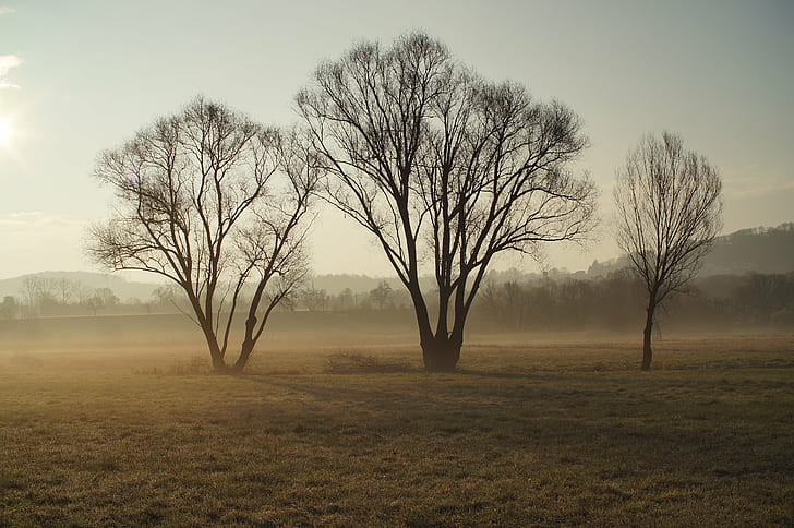silhouette of three tree on field, mist, Drei, Bäume, im, Sony  Alpha
