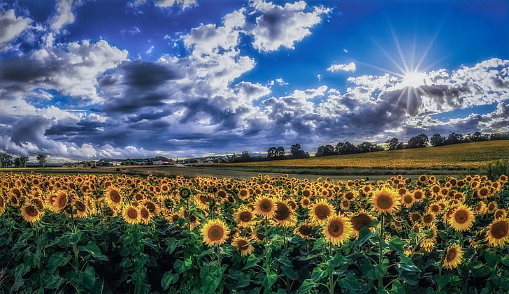 sky, clouds, plants, field, flowers, sunflowers, landscape, HD wallpaper