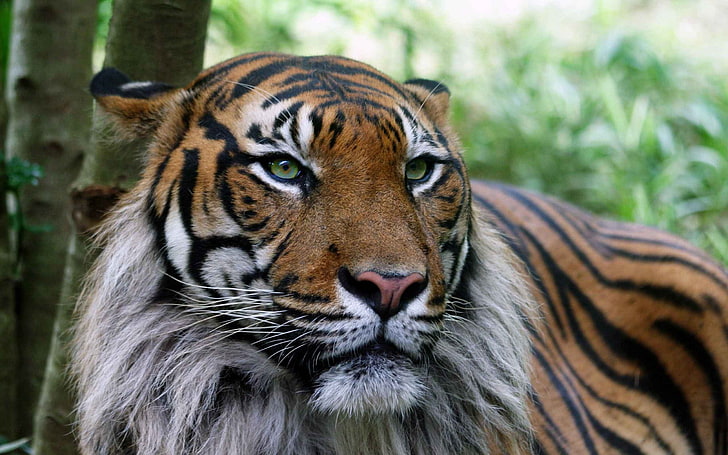 brown and black tiger, wildlife, animal themes, animal wildlife