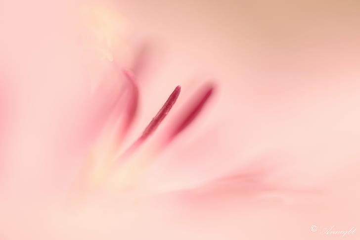 pink petaled-flower close-up photo, Coeur, de, macro, pastel, HD wallpaper
