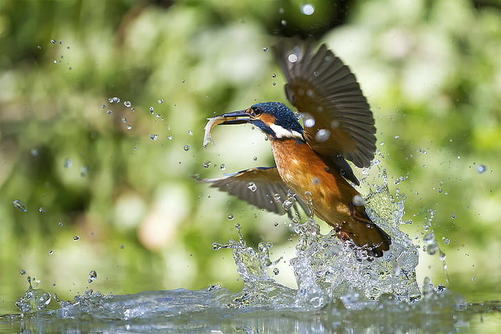 Kingfisher with fish, Action birds, Alcedo atthis, nature wildlife, HD wallpaper