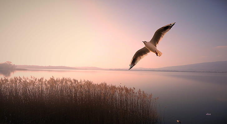 bird flying in sky over body of water, nature, wildlife, animal, HD wallpaper