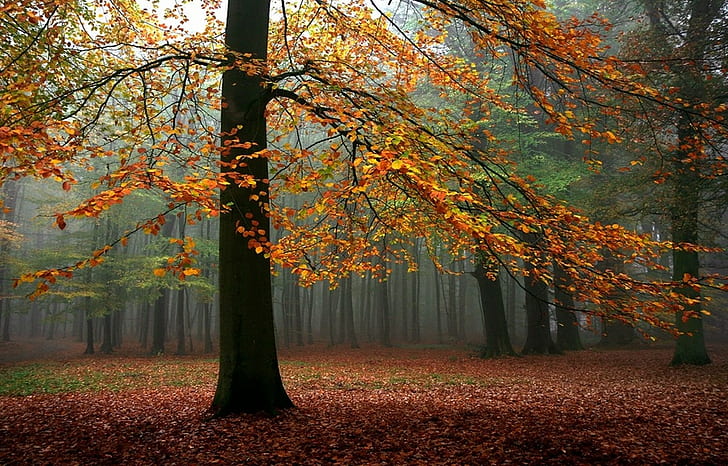 Landscape, Nature, Fall, Mist, Forest, Trees, Leaves, Sunlight, HD wallpaper