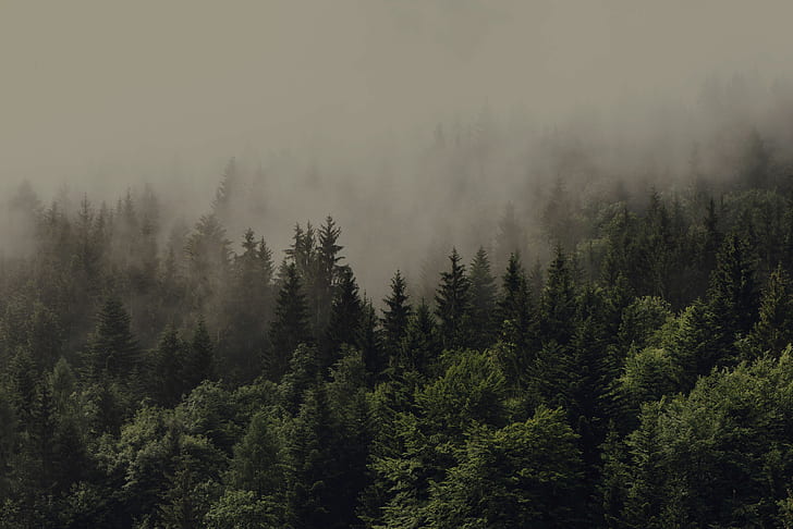 forest, mist, spruce
