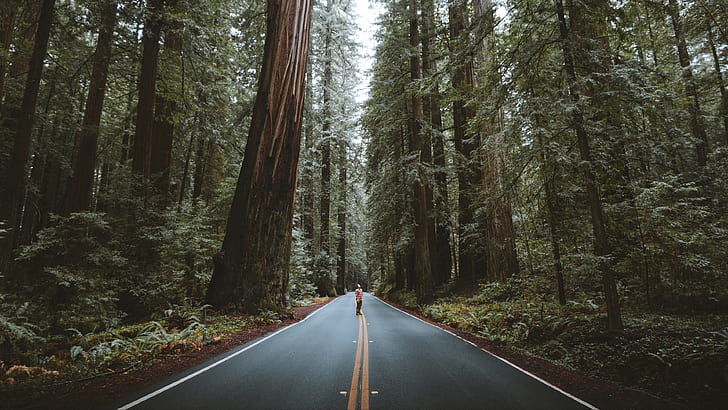 Hd Wallpaper Usa Forest Road Trees Nature California Landscapes